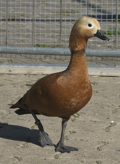 他是对手后
